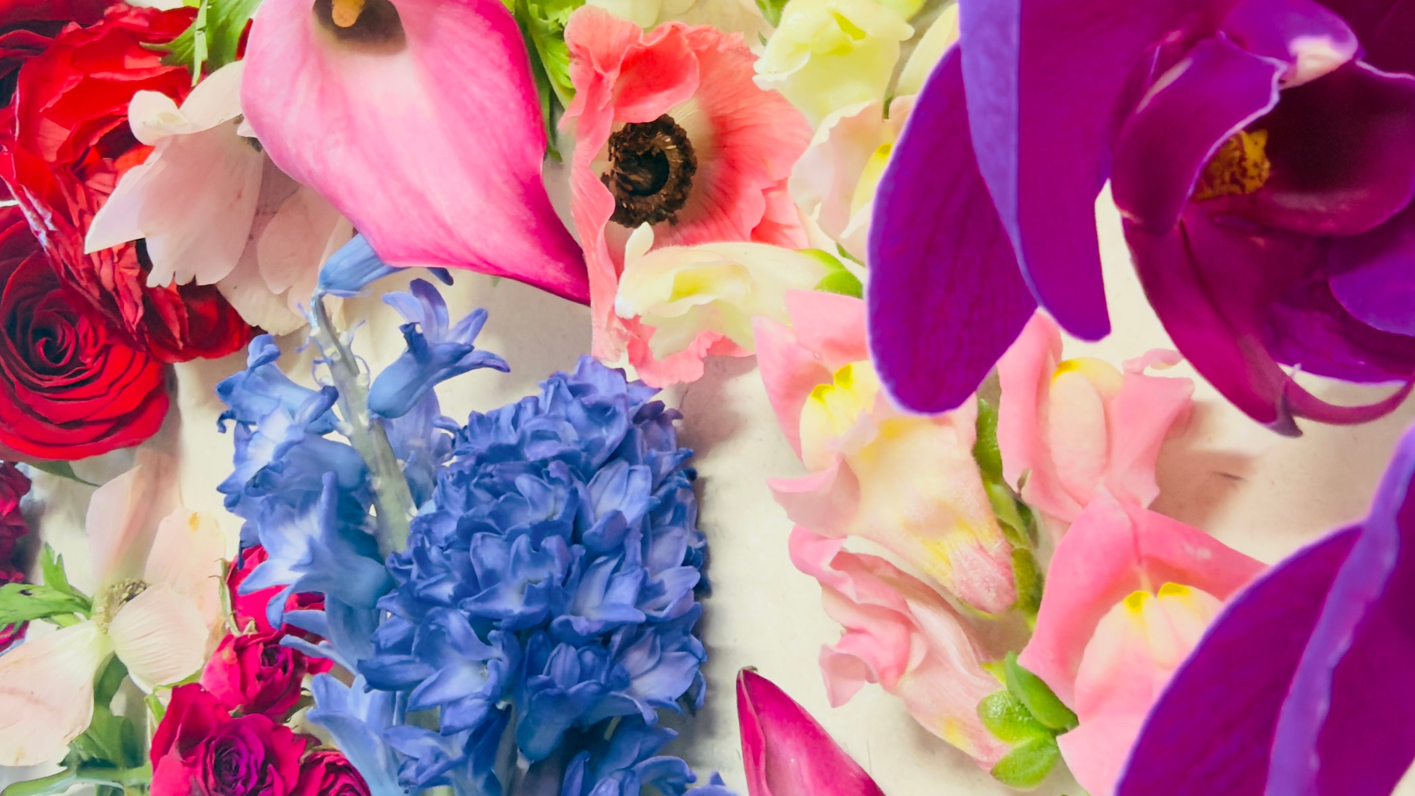 🌸🌹 Primavera AHORA 🪻🌼